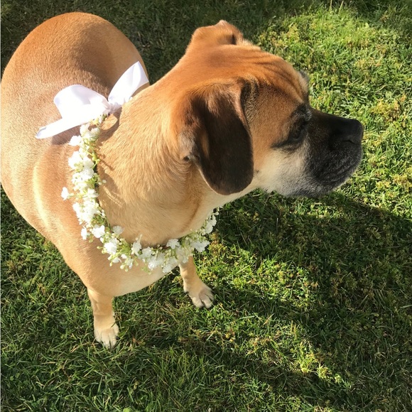 Handmade faux baby’s breath dog collar - Picture 5 of 6